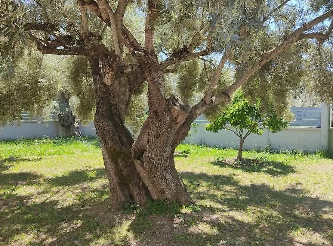 Alegria Boutique ליגיה